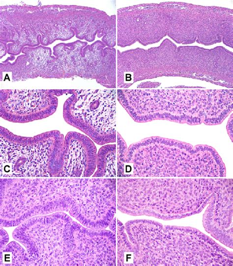 Mouse Uterus Histology