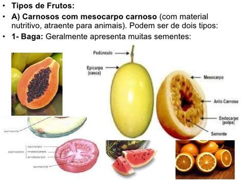 Qual A Função Do Fruto - Qual A Função Dos Frutos – Quais As Camadas Do Fruto – GOQN