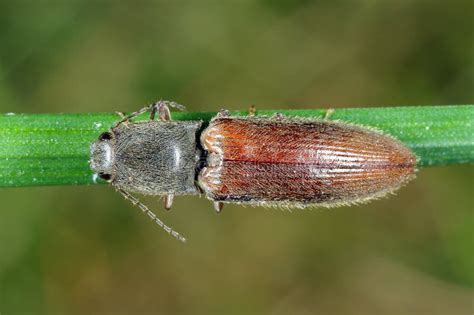 Agriotes Lineatus é Uma Espécie De Besouro Da Família Dos Elaterídeos