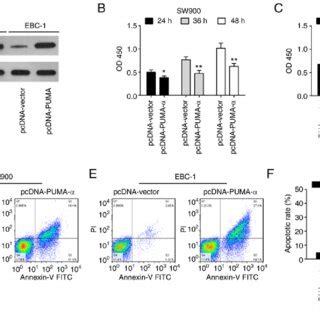 Overexpression of PUMA α inhibits cell proliferation and promotes