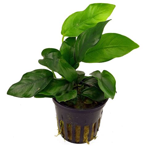 Anubias Barteri Var Nana Aquasabi Aquascaping Shop