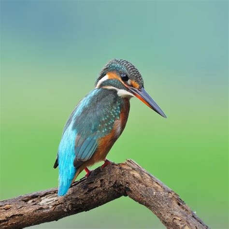 Female Common Kingfisher — Stock Photo © panuruangjan #63871517