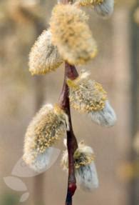 Flowering Weeping Pussy Willow Bonsai Tree Salix Caprea Kilmarnock