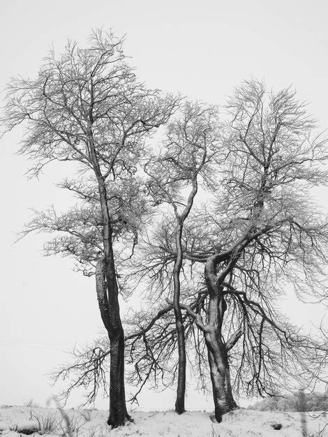 Premium Photo Bare Trees On Snow Covered Landscape