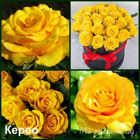 Троянда ч/г Kerio | Rose, Flowers, Plants