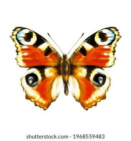 Butterfly Hand Drawing On White Stock Illustration 1968559483 ...