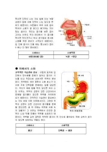 효소와소화
