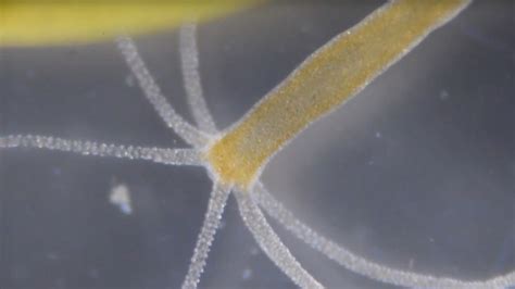 Growth Secrets of the Hydra - Video - NYTimes.com