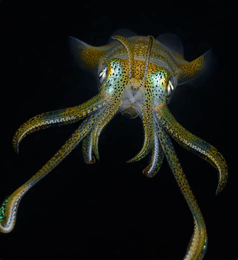 squid  behance