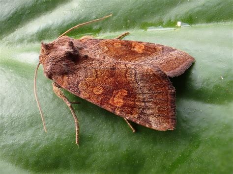 Family Noctuidae – ENT 425 – General Entomology