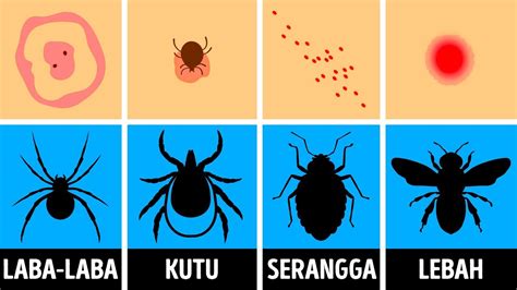 jenis gigitan serangga dalchaebi
