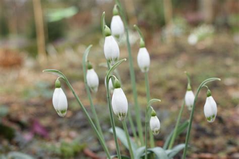 Galanthus ‘greenfinch Morlas Plants