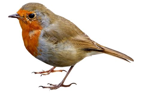 single bird png transparent image