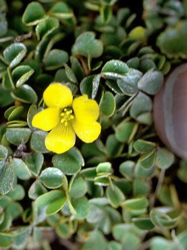 Oxalis Lotoides Fotos De Campo The Field Museum