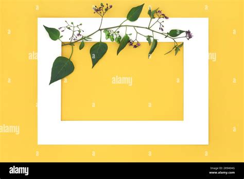Deadly Nightshade Plant With Flowers And Green Berries With White Frame