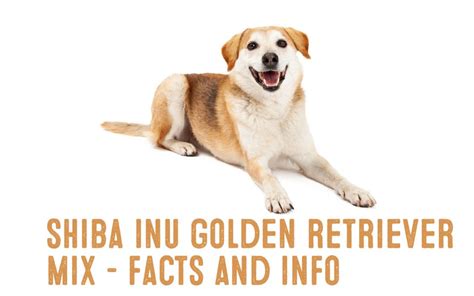 Shiba Inu Golden Retriever Mix – Information And Facts - My First Shiba Inu