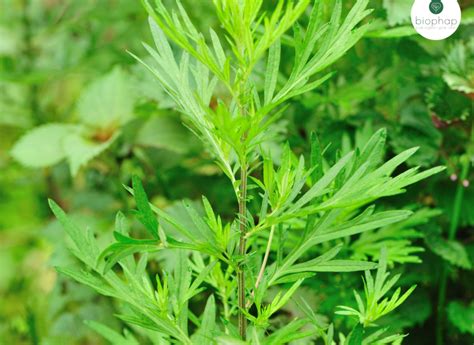 What Are Incredible Benefits Of Artemisia Vulnagis Mugwort Where You