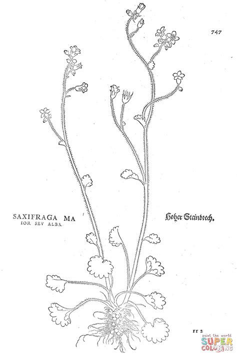 Saxifraga Major coloring page | Free Printable Coloring Pages
