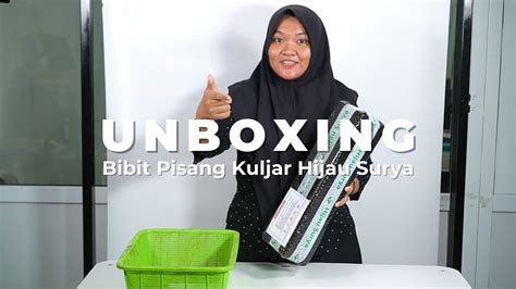 Tutorial Unboxing And Penanaman Bibit Pisang Kuljar Hijau Surya Youtube