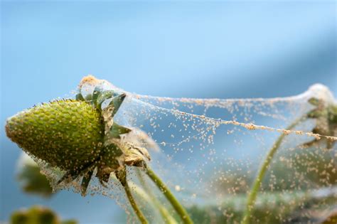 Raspberry Pests Spider Mites And Raspberry Bugs Plantura