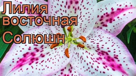 Лилия Солюшен Фото И Описание – Telegraph