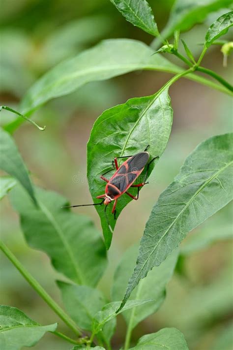 Closeup The Small Red Black Color Austin Bug Insect Hold On Chilly