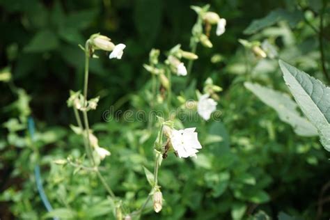 Silene Latifolia Subsp Alba Formerly Melandrium Album The White