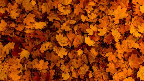 Fallen Leaves Wallpaper 4K Autumn Maple Leaves Texture