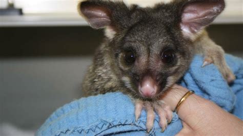 Mandurah Wildlife Rescue thanks local vet | Mandurah Mail | Mandurah, WA