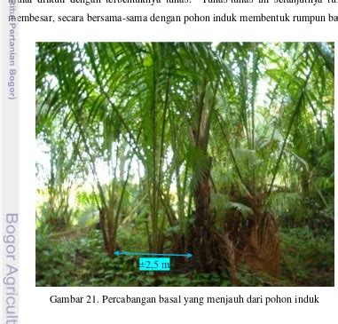 Karakteristik Habitat Sagu Di P Seram Studi Autekologi Tumbuhan Sagu