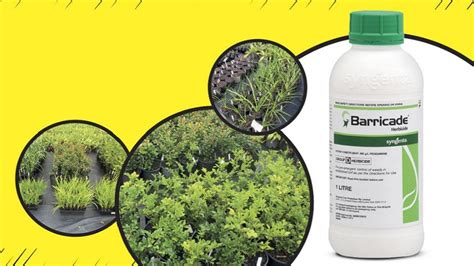 Barricade Herbicide Label Extension Syngenta Turf And Landscape