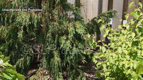 PlantFiles Pictures Alaska Cedar Nootka False Cypress Nootka Cypress