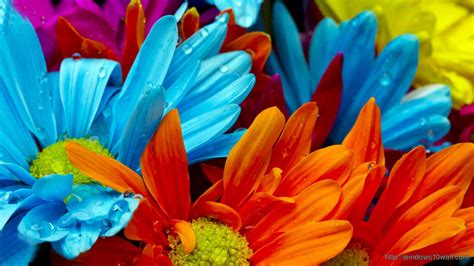 Windows Flower Wallpapers Top Free Windows Flower Backgrounds
