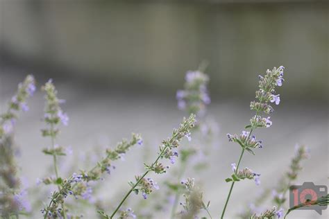 The L Mount Really Needed This. Panasonic 85mm f1.8 Review