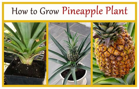 How To Grow Pineapple Plant Home Gardeners