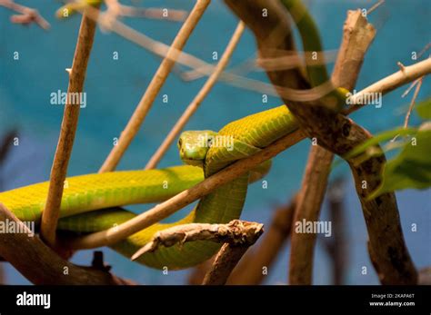 Eastern Green Mamba Stock Photo Alamy