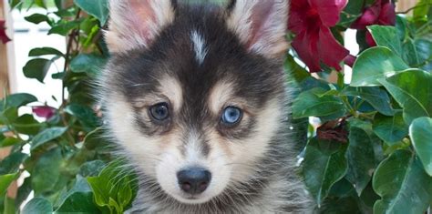 Pomsky Puppy With Blue Eyes