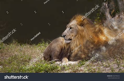 Lion Panthera Leo Will Disappear Our Stock Photo 302709224 | Shutterstock