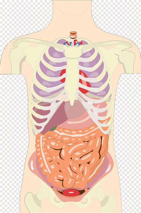 Orgaansysteem Menselijk Lichaam Anatomie Torso Orgel Buik Anatomie