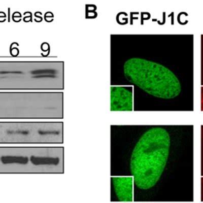 Jarid C Is Cell Cycle Regulated And Co Localizes With Pcna A Western