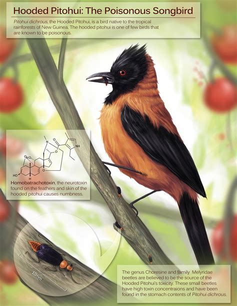 Hooded Pitohui: Poisonous Bird by stanleyillustration on DeviantArt