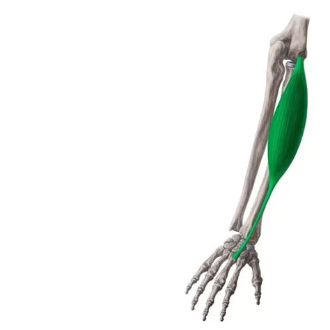 Anatomy Of Extensor Carpi Radialis Longus Archives Mobility