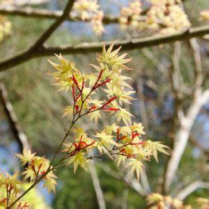 Great Japanese Maples with Striking Coral Bark