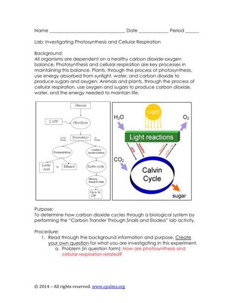 Photosynthesis Cellular Respiration Lab Key2