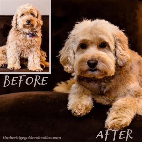 Goldendoodle Grooming - Timberidge Goldendoodles