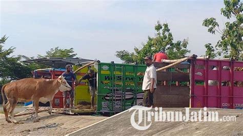 Berita Terpopuler Jatim Pasar Hewan Terpadu Tulungagung Sepi Bayi