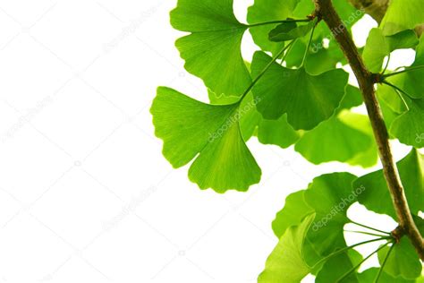 Ginkgo biloba hojas verdes en un árbol Ginkgo Biloba Árbol Hojas en el