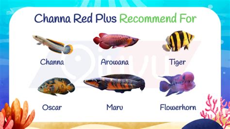 Qiuyu Channa Red Plus Qiuyu Aquatic