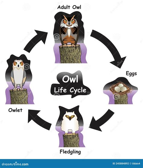 Life Cycle Of A Owl