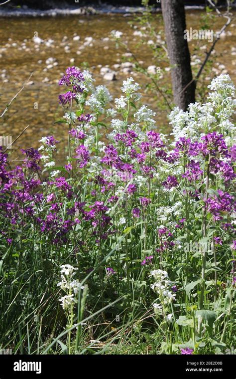 Ehrlichkeit blumen Fotos und Bildmaterial in hoher Auflösung Alamy